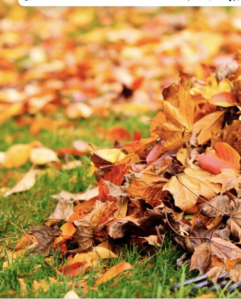 affordable leaf removal westchester county ny